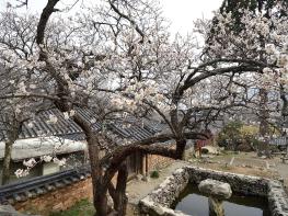 세계문화유산 선암사 '선암매' 18일 절정 기사 이미지