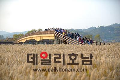 순천만의 황금빛 갈대 물결 사각거리는 갈대소리가 들리는 듯하다 조직위 제공