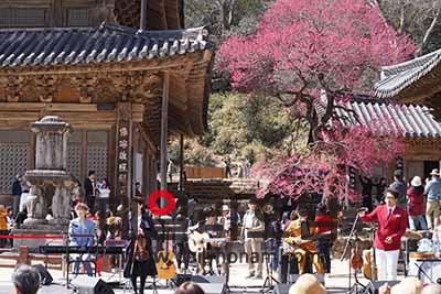 제4회 구례화엄사 화엄매 프로사진 및 휴대폰 카메라 사진찍기 콘테스트를 오는 3월 11윌부터 4월 6일까지 개최한다 대화엄사 제공