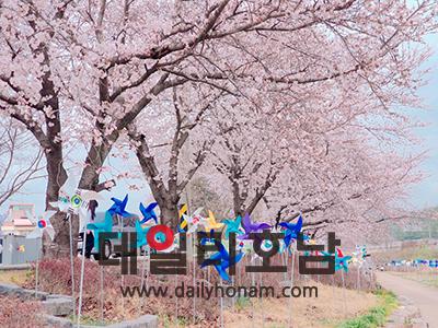 서면 뚝방에는 벚꽃터널에 만개한 벚꽃들이 가득하다 순천시 서면 제공